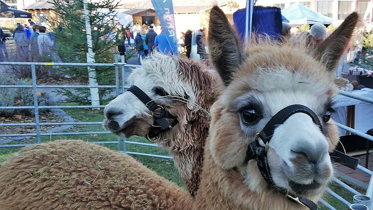 Fotomotiv mit Kuschelfaktor. Foto: Sigismund von Dobschütz