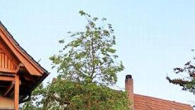 Die Trockenmauer um die Linde neben der St.-Veits-Kirche wird ständig an- und umgefahren.