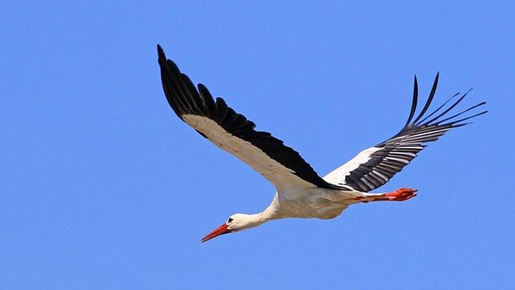 Während der Nachwuchs noch frisst, fliegt auch der Storchenpapa weg. In dem Alter kann der Nachwuchs auch gerne mal ein wenig allein sein. Mit seinem kräftigen, messerscharfen Schnabel kann ich sich auch schon selbst wehren. Foto: Hans-Peter Schönecker