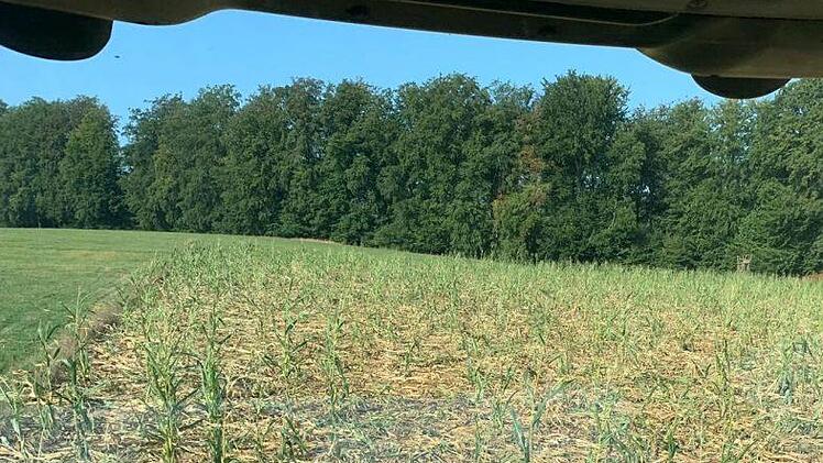 Während der Ernte: Nur noch einzelne Maispflanzen stehen aufrecht, den Großteil haben die Wildschweine zu Boden gedrückt und die Kolben gefressen. Foto: Harald Romeis