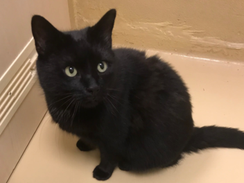 Schwarze Katze