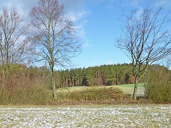 Abschnittsweise werden die Hecken gestutzt, wie hier in der Hammerbacher Flur. Das geschieht alle acht bis zehn Jahre, damit sich das Gehölz regenerieren kann. Fotos: Bernhard Panzer