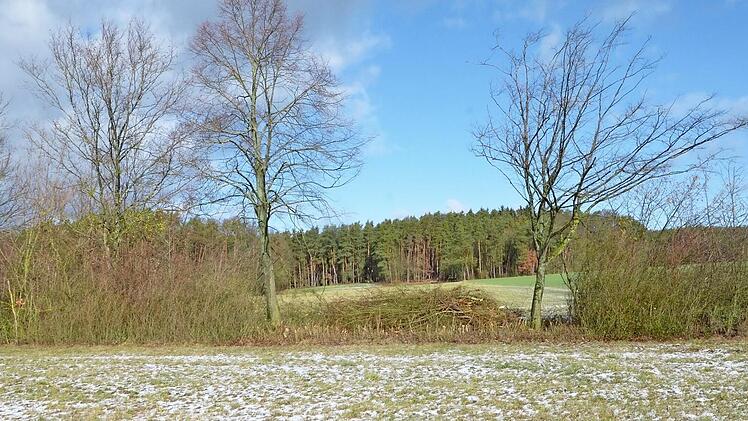 Abschnittsweise werden die Hecken gestutzt, wie hier in der Hammerbacher Flur. Das geschieht alle acht bis zehn Jahre, damit sich das Gehölz regenerieren kann. Fotos: Bernhard Panzer