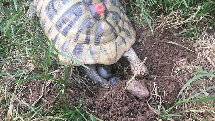 Eine Schildkröte vergrub ihre Eier im Garten. Mutter Sarah ist dieser Schnappschuss davon gelungen. Eine andere legte ihre Eier auf der Wiese ab. Die Familie hat sie ins Warme gestellt. Foto: privat