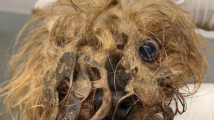 Das Gesicht des Hundes ist kaum zu erkennen. Mehr als ein Jahr musste er zusammen mit vier Katzen und einem weiteren Hund in einem Verschlag in Unterfranken hausen. Völlig verwahrlost und verdreckt. Foto: Alexandra Kieser/Tierschutzverein Aschaffenburg