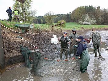 Beim Abfischen des Drei-Herzen-Sees in Reichmannsdorf auf diesem Archivbild beschwerte sich Pächter Jakob.Der Teichwirt wirft dem Landratsamt Bamberg vor, Probleme zu ignorieren. Jakob wollte Entschädigung, weil der Biber die Karpfenernte h beeinträchtige.  Foto: B. Herbst/Archiv