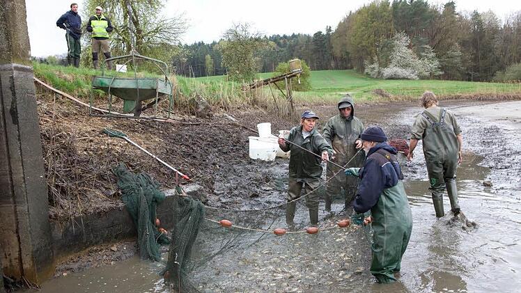 Beim Abfischen des Drei-Herzen-Sees in Reichmannsdorf auf diesem Archivbild beschwerte sich Pächter Jakob.Der Teichwirt wirft dem Landratsamt Bamberg vor, Probleme zu ignorieren. Jakob wollte Entschädigung, weil der Biber die Karpfenernte h beeinträchtige.  Foto: B. Herbst/Archiv