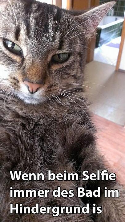 29 fränkische Katzen, die dich verstehen