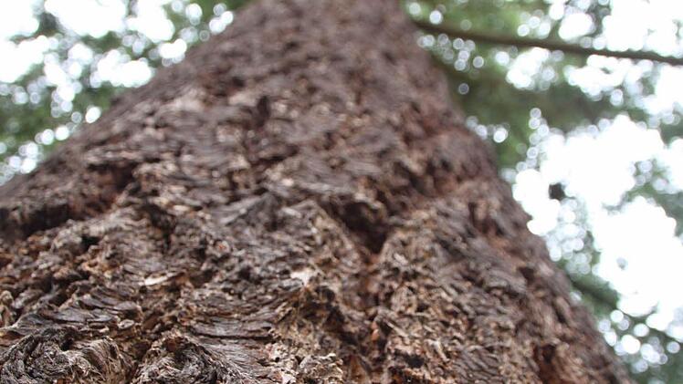 Impressionen vom meditativen Spaziergang Foto: Ulrike Müller