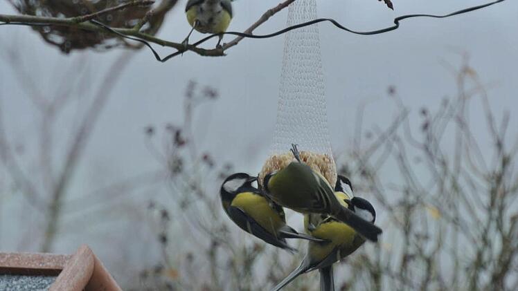 Ein Schauspiel: Putzmuntere Gäste im Garten sind die Kohlmeisen.