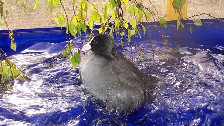 Blässhuhn Fifi planscht. Foto: Elke Spillman-Preuß