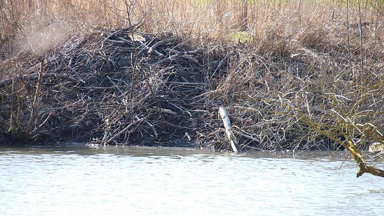Die Biberburg im mittleren Teich. Wenn die Decke undicht wird, bedecken sie die Biber mit Ästen.