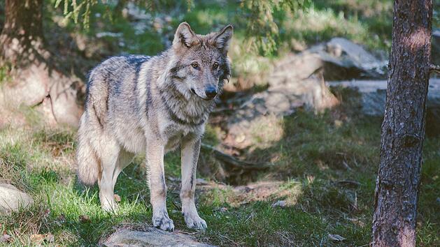 Oberfranken: Begegnung mit dem Wolf - Regierung mit Verhaltenstipps