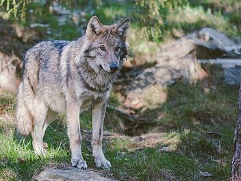 Oberfranken: Begegnung mit dem Wolf - Regierung mit Verhaltenstipps