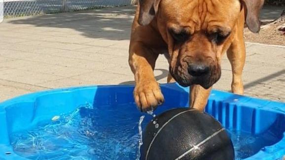 Bei Hunden total beliebt: Planschbecken. Carolin Hanko