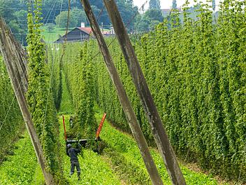 Hopfenstange verletzt Arbeiter tödlich