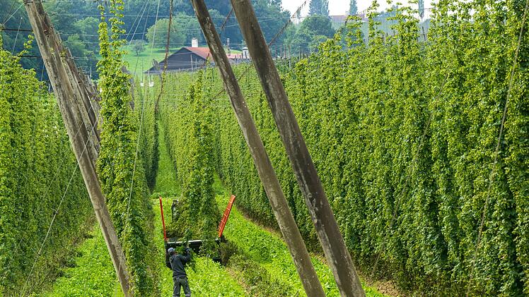 Hopfenstange verletzt Arbeiter tödlich