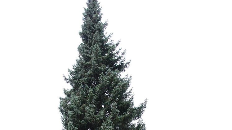 Maria Göth und Mario Wolf mit Hündin Fanny präsentieren "ihren" Weihnachtsbaum.Ulrike Nauer