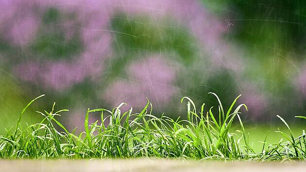 Aufgelockerte B&ouml;den und Rasenfl&auml;chen sind die Grundvoraussetzung f&uuml;r den Wiederaufbau des Gartens.