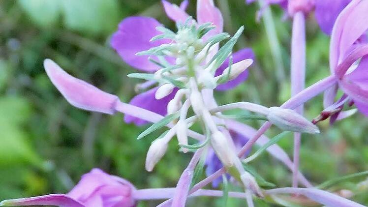 Das schmalblättrige Weideröschen soll gut sein bei Prostata-Problemen.