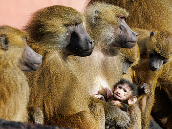 Zu viele Paviane im Nürnberger Tiergarten - "Tötung steht nach wie vor im Raum"