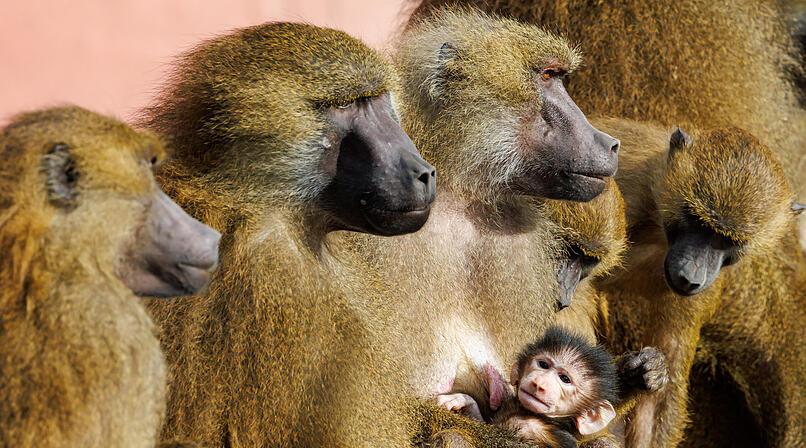 Guinea-Paviane im Tiergarten N&uuml;rnberg