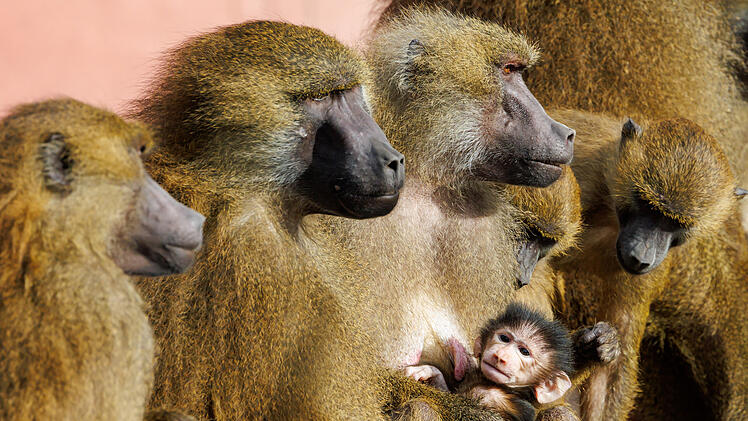 Guinea-Paviane im Tiergarten N&uuml;rnberg