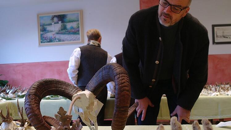 Große Aufmerksamkeit zog diese Jagdtrophäe eines erlegten Muffelwidders im Revier Ehrenberg auf sich. Foto: Stefanie Elm