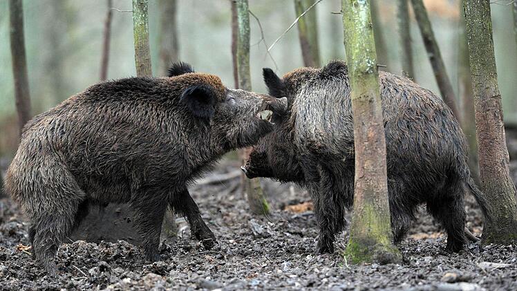 Immer mehr Wildschweine machen auch den Raum Höchstadt unsicher. Foto: David Ebener
