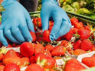 Süß und lecker: frisch gepflückte Erdbeeren. Die Arbeit, die hinter der Erdbeerernte steckt, ist allerdings hart, sagt die Agrar-Gewerkschaft IG Bau Mainfranken.