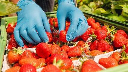 Süß und lecker: frisch gepflückte Erdbeeren. Die Arbeit, die hinter der Erdbeerernte steckt, ist allerdings hart, sagt die Agrar-Gewerkschaft IG Bau Mainfranken.