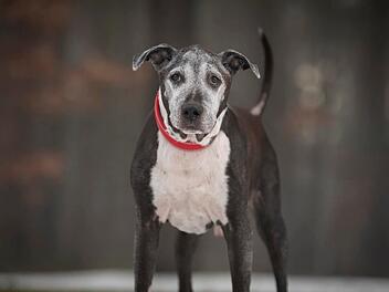 Tierheim N&uuml;rnberg mit Aufruf: "Opa Heinz" soll vermittelt werden