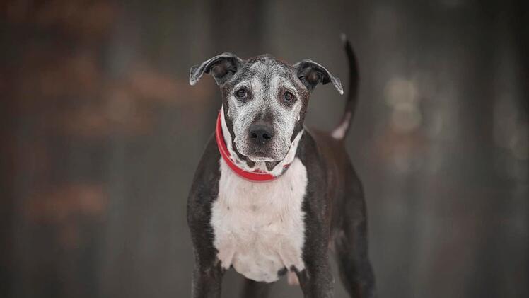 Tierheim N&uuml;rnberg mit Aufruf: "Opa Heinz" soll vermittelt werden