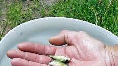 ... als ein heuriger Karpfen.