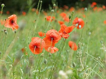 Der Mohn steht auf einer Wiesenfläche im Neuwirtshäuser Forst in voller Blüte. Foto: Arkadius Guzy