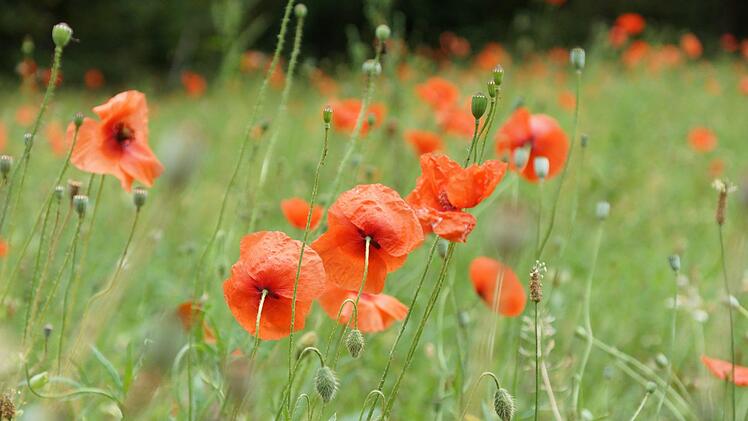 Der Mohn steht auf einer Wiesenfläche im Neuwirtshäuser Forst in voller Blüte. Foto: Arkadius Guzy