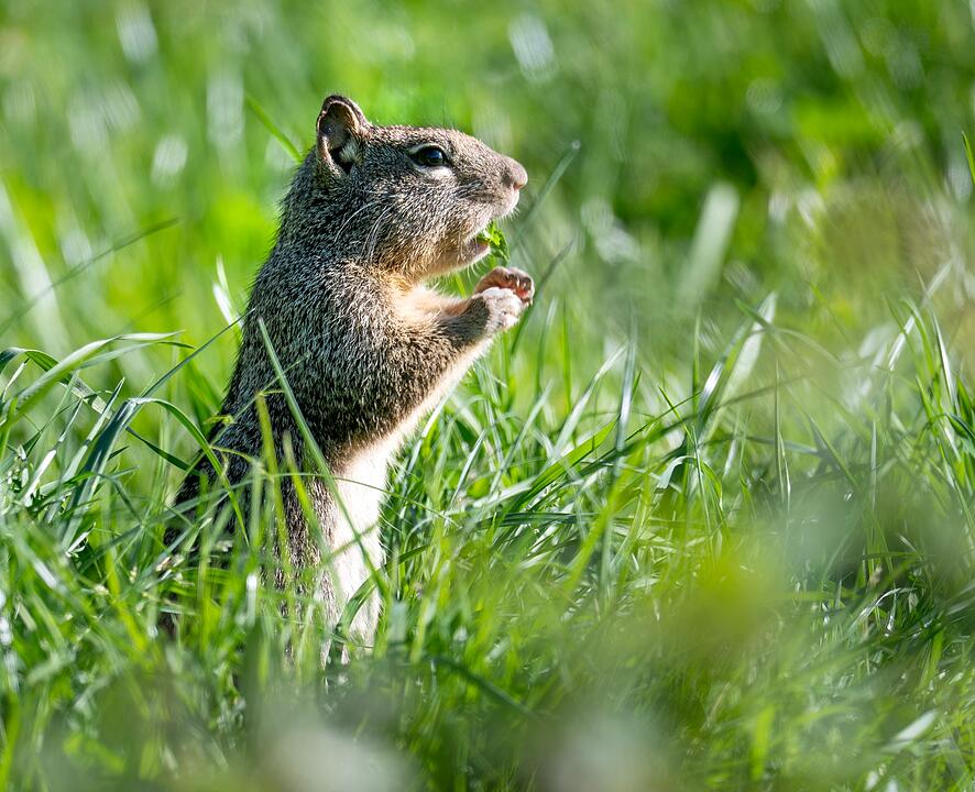 Erdh&ouml;rnchen in Oregon