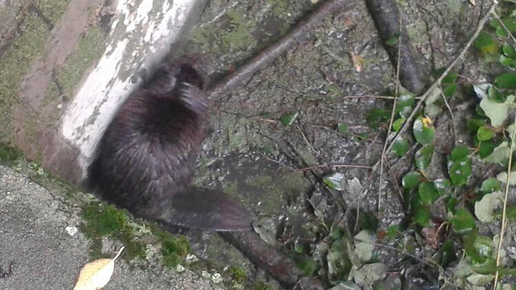 Der Biber war in vier Metern Tiefe in der Schlammgrube gefangen.