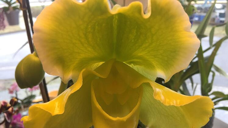 Ein Frauenschuh. Anja Vorndran