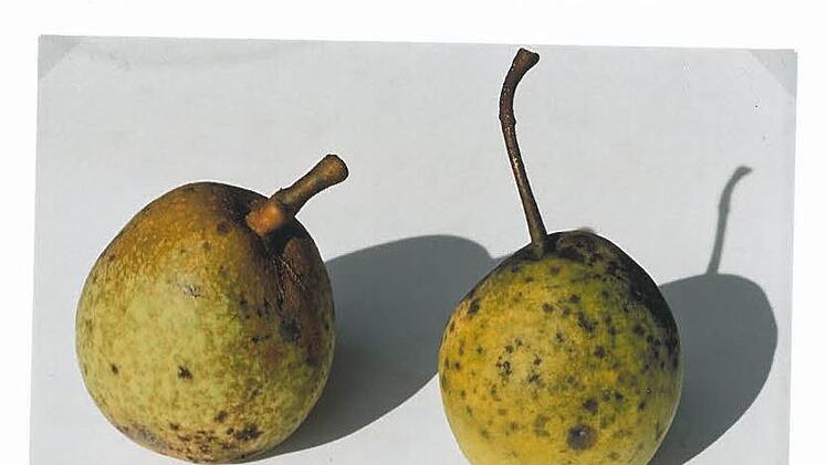 Das Foto von Hermann Schreiweis zeigt die Bamberger Kugelbirne (rechts) und eine ähnlich aussehende Birne der Sorte Mollebusch. Für Laien sind die Unterschiede schwer zu erkennen.