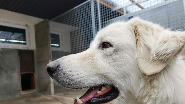 Tierheim Bayreuth: Hund an Raststätte auf A9 gefunden - Herdenschutzhund an Autobahn aufgetaucht