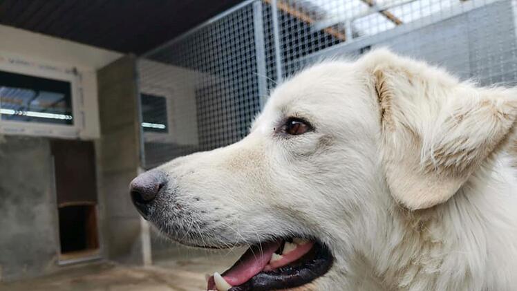 Tierheim Bayreuth: Hund an Raststätte auf A9 gefunden - Herdenschutzhund an Autobahn aufgetaucht