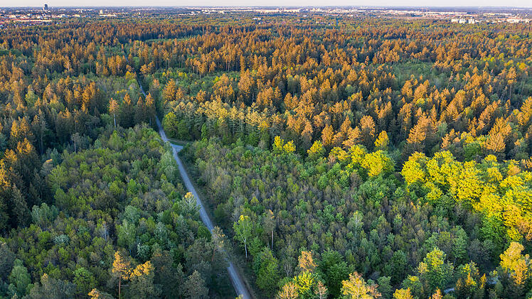 Deutschlands beliebteste W&auml;lder - Platz 3: Perlacher Forst