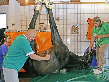 Bayerns Verbraucherschutzminister Marcel Huber erklärte beim Veterinärkongress in Bad Staffelstein, man müsse die Haltungsbedingungen so hinbekommen, dass die Tiere nicht erst krank würden - hier eine Behandlung eines Pferdes. Foto: Archiv Matthias Hoch