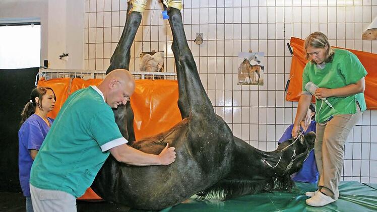 Bayerns Verbraucherschutzminister Marcel Huber erklärte beim Veterinärkongress in Bad Staffelstein, man müsse die Haltungsbedingungen so hinbekommen, dass die Tiere nicht erst krank würden - hier eine Behandlung eines Pferdes. Foto: Archiv Matthias Hoch