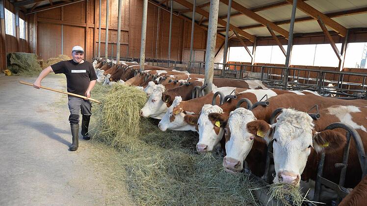 Insgesamt 72 Milchkühe leben in dem Laufstall von Familie Kraus. Foto: Ronald Rinklef