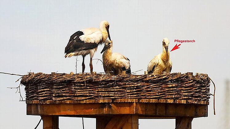 Der Pflegestorch wird von seinen neuen "Geschwistern" in Trübenbach gut aufgenommen.