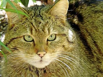Es gibt Wildkatzen in der Rhön, nur sind sie kaum zu sehen, denn sie halten sich in den Wäldern gut versteckt. Foto: Biosphärenreservat Rhön