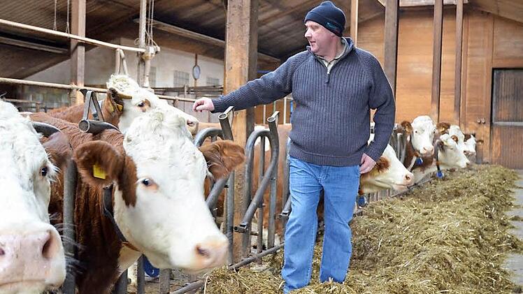 Jürgen Angermüller bei seinen Kühen im Stall. Einen anderen Beruf möchte der Landwirt aus Merlach keinesfalls haben. Fotos: Rainer Lutz