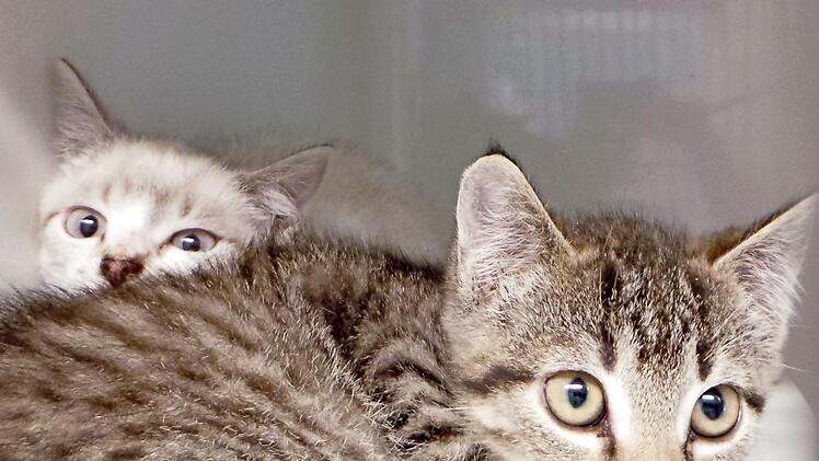 Jackson und Jolanda sind sehr schüchtern.